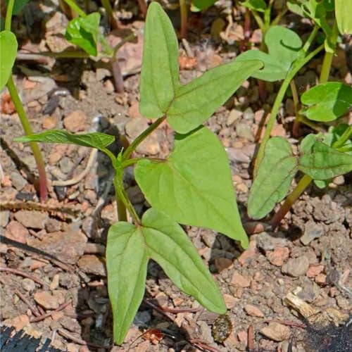 Seed Needs Heavenly Blue Morning Glory Seeds for Planting | 1,000+ Heirloom Seeds Ipomoea Tricolor Untreated Annual Flowering Seed | Vine Plant Produces Masses of 6" Wide Blue Blooms | Bulk - Image 3