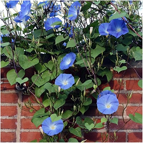 Seed Needs Heavenly Blue Morning Glory Seeds for Planting | 1,000+ Heirloom Seeds Ipomoea Tricolor Untreated Annual Flowering Seed | Vine Plant Produces Masses of 6" Wide Blue Blooms | Bulk - Image 5