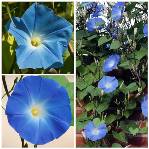 Seed Needs Heavenly Blue Morning Glory Seeds for Planting | 1,000+ Heirloom Seeds Ipomoea Tricolor Untreated Annual Flowering Seed | Vine Plant Produces Masses of 6" Wide Blue Blooms | Bulk - Image 4