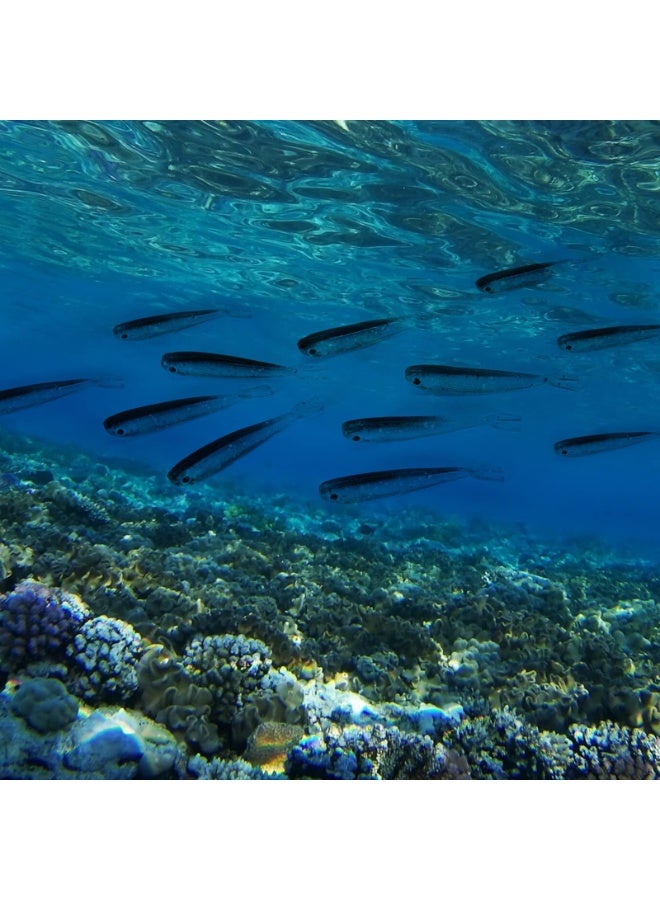 50pcs Colored Forked Tail Wrapped Lead Fish Soft Bait Fake Fish Soft Fish Lure Lure Soft Worm Perch Catfish Black Bait (7.5mm2.3g)Grey - Image 5