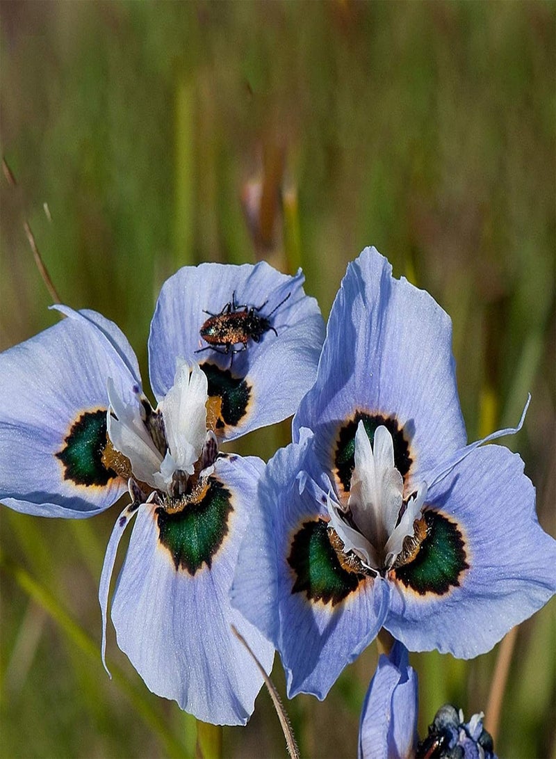 جي جوت بذور 50 قطعة من بذور Moraea Mill، بذور نباتات عشبية معمرة، بذور نباتية غير معدلة وراثيًا لزراعة حديقة المنزل، سهلة الزراعة بذور Moraea Mill - Image 1