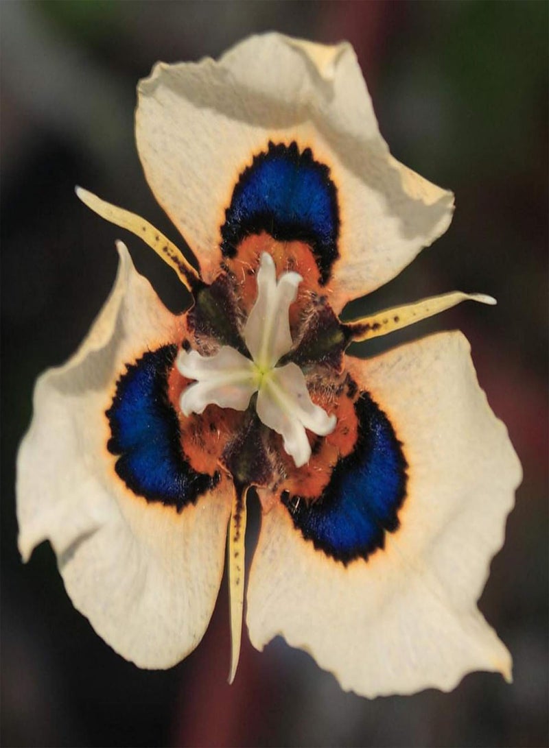 جي جوت بذور 50 قطعة من بذور Moraea Mill، بذور نباتات عشبية معمرة، بذور نباتية غير معدلة وراثيًا لزراعة حديقة المنزل، سهلة الزراعة بذور Moraea Mill - Image 5