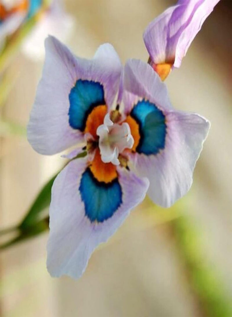 جي جوت بذور 50 قطعة من بذور Moraea Mill، بذور نباتات عشبية معمرة، بذور نباتية غير معدلة وراثيًا لزراعة حديقة المنزل، سهلة الزراعة بذور Moraea Mill - Image 2