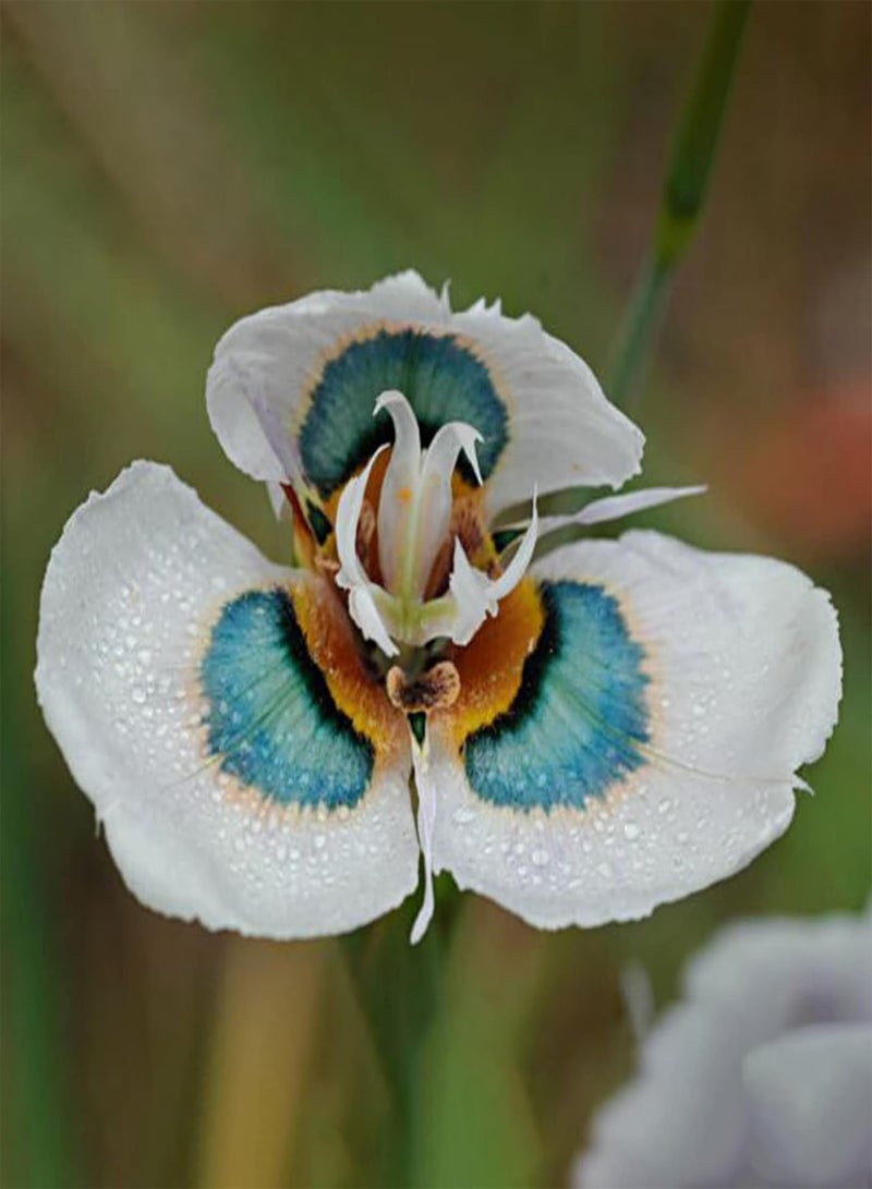 جي جوت بذور 50 قطعة من بذور Moraea Mill، بذور نباتات عشبية معمرة، بذور نباتية غير معدلة وراثيًا لزراعة حديقة المنزل، سهلة الزراعة بذور Moraea Mill - Image 4