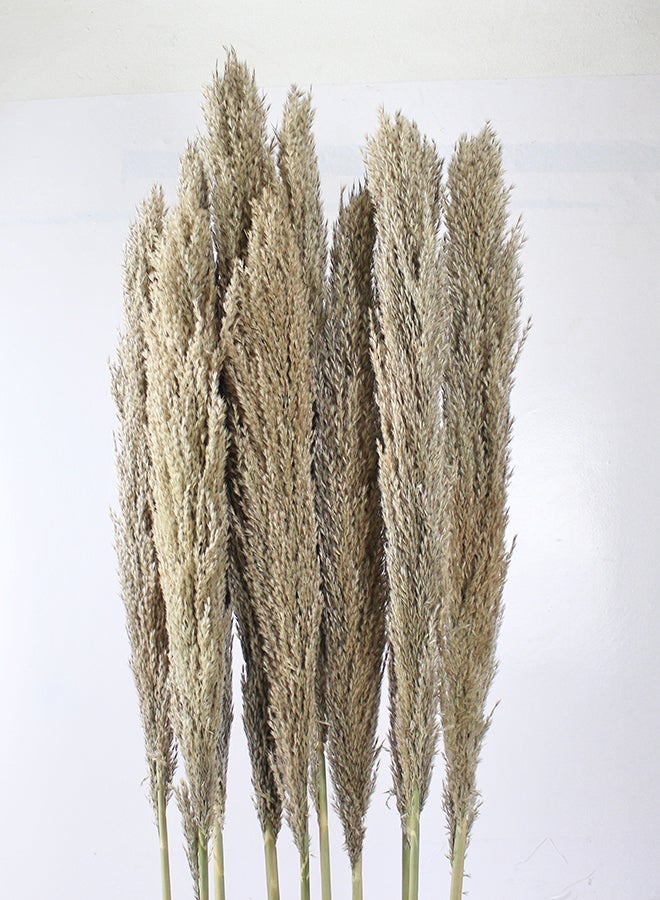 Hard Dried Pampas Grass Decor- Tall Extra-Long Decoration Pompous Branches 60-80 Cm Grass (15) - Image 1