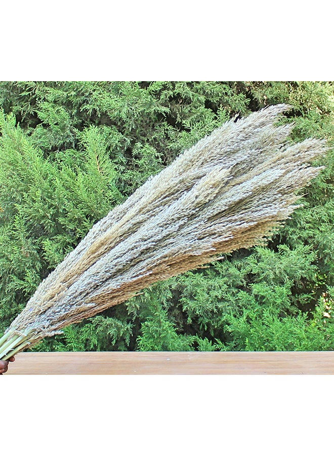 Hard Dried Pampas Grass Decor- Tall Extra-Long Decoration Pompous Branches 60-80 Cm Grass (15) - Image 3