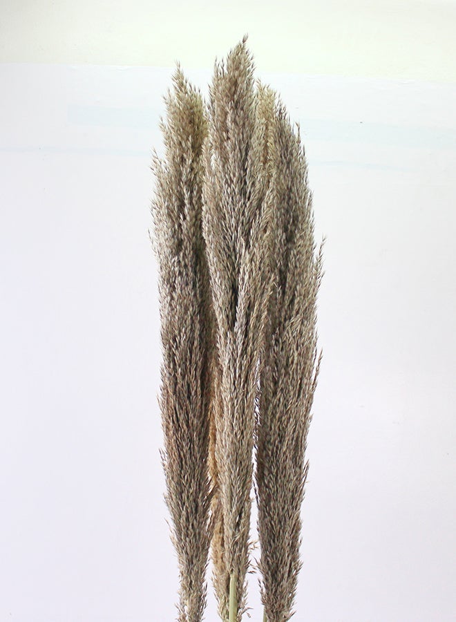 Hard Dried Pampas Grass Decor- Tall Extra-Long Decoration Pompous Branches 60-80 Cm Grass (15) - Image 2