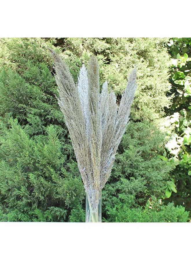 Hard Dried Pampas Grass Decor- Tall Extra-Long Decoration Pompous Branches 60-80 Cm Grass (15) - Image 4