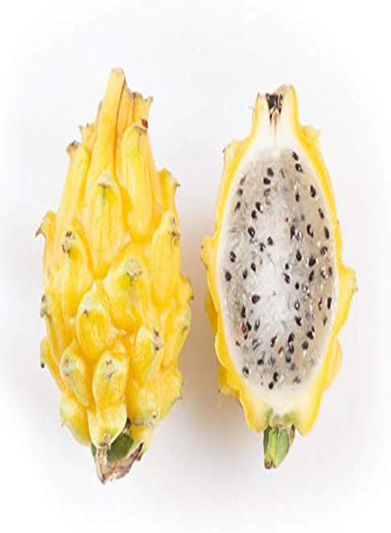 GGOOT 20Pcs Pitaya Seeds Rare Yellow Skin White Flesh Sweet Juicy Dragon Fruit Perennial Climbing Succulent Harvesting Throughout The Year Easy to Cultivate - Image 3