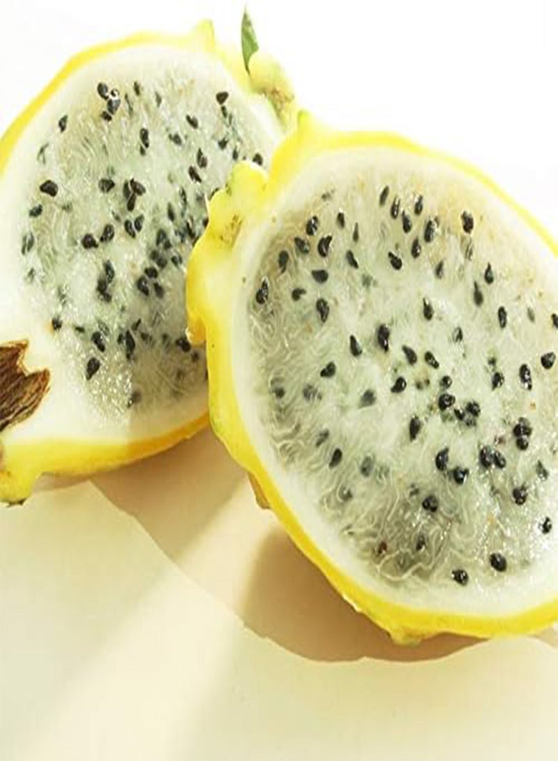 GGOOT 20Pcs Pitaya Seeds Rare Yellow Skin White Flesh Sweet Juicy Dragon Fruit Perennial Climbing Succulent Harvesting Throughout The Year Easy to Cultivate - Image 2