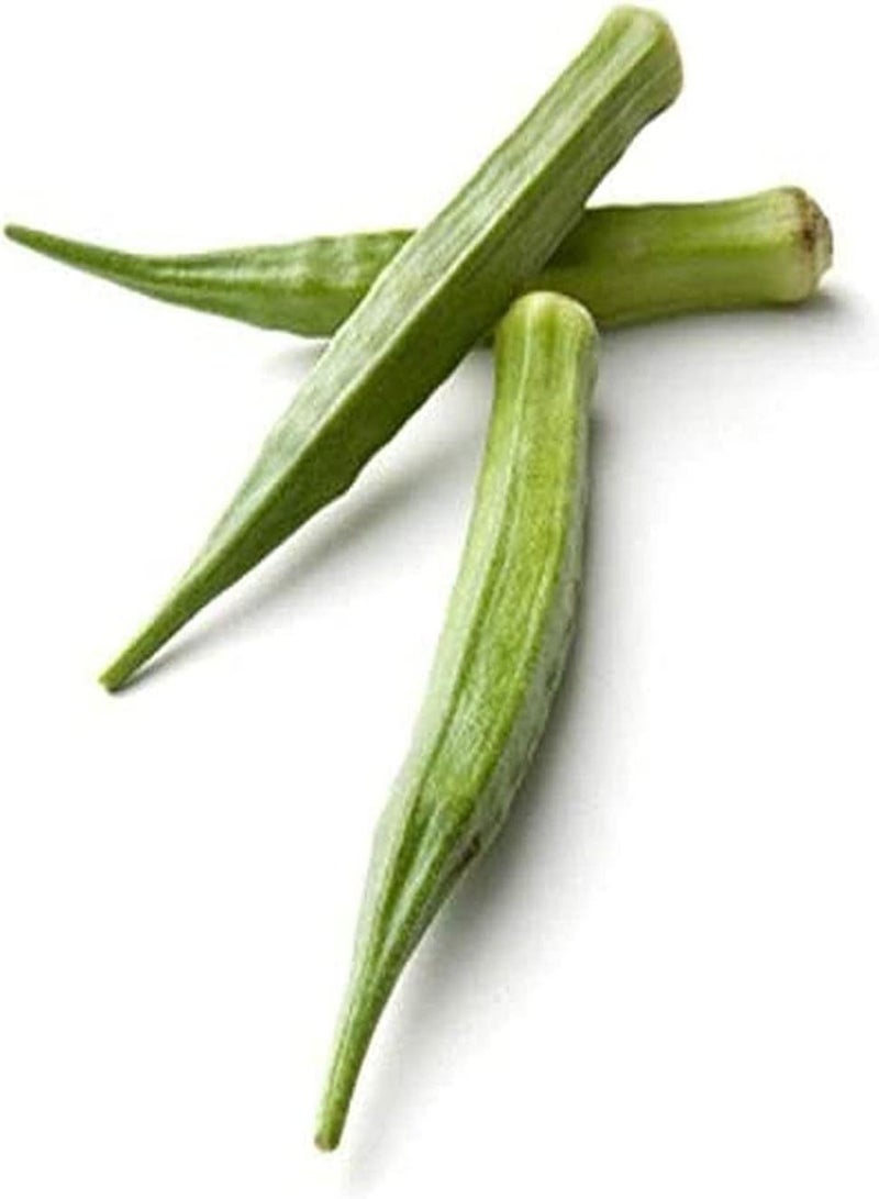 جي جوت 100 قطعة من بذور البامية للحديقة، خضراوات طازجة غير معدلة وراثيًا، نباتات عالية الغلة لا تحتاج إلى الكثير من العناية، ديكور فني يدوي للحديقة، تأثير بيئي جيد - Image 4