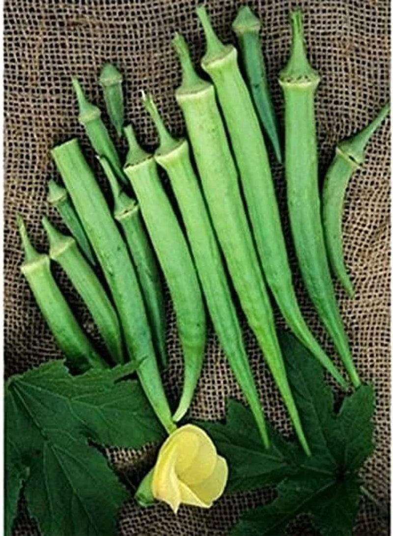 جي جوت 100 قطعة من بذور البامية للحديقة، خضراوات طازجة غير معدلة وراثيًا، نباتات عالية الغلة لا تحتاج إلى الكثير من العناية، ديكور فني يدوي للحديقة، تأثير بيئي جيد - Image 3