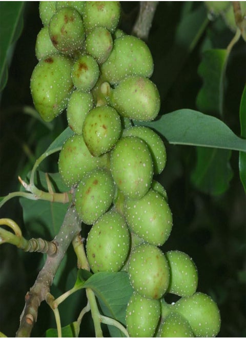 Michelia champaca, Champak Tree, Joy Tree (Magnolia champaca) Seeds (20)