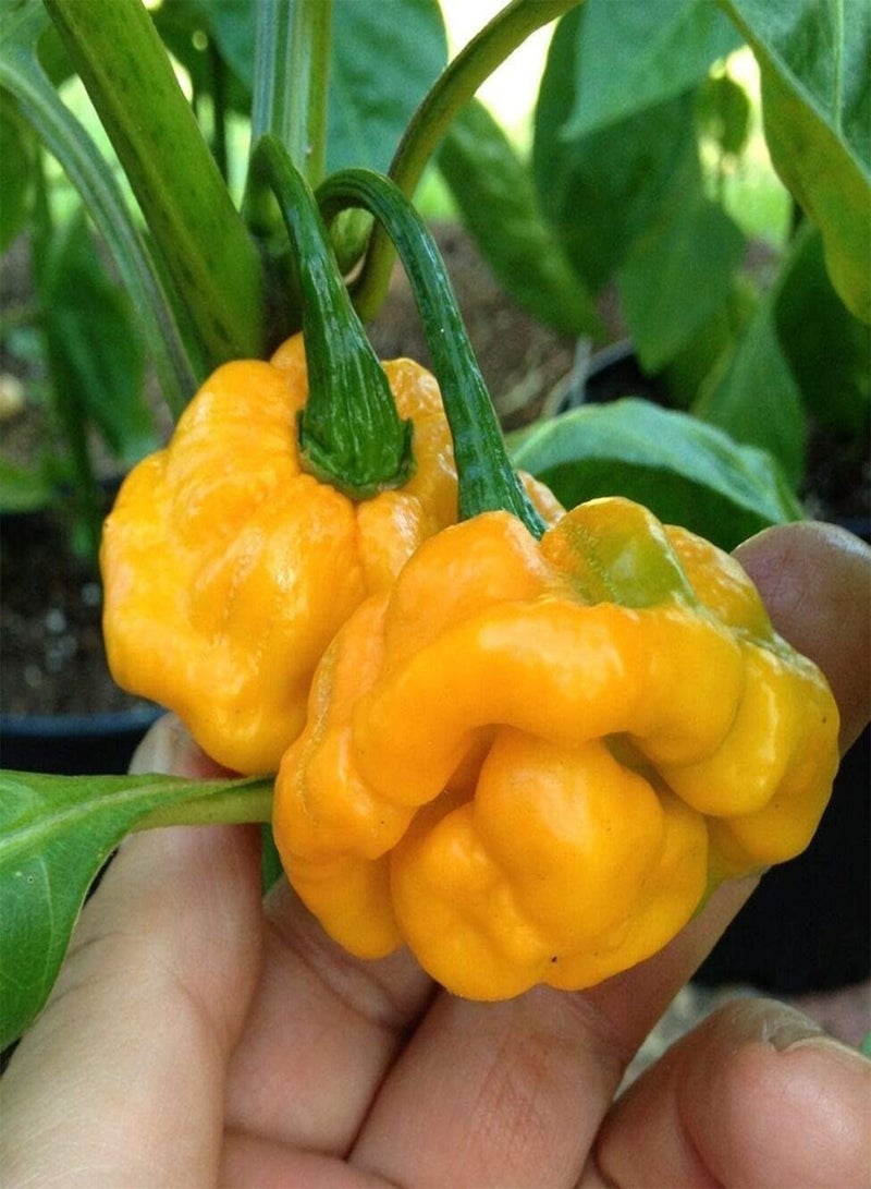 GGOOT 40 Seeds Yellow Scotch Bonnet Pepper Very Hot Jamaican Capsicum Annuum Vegetable edlcy (Seeds) - Image 1