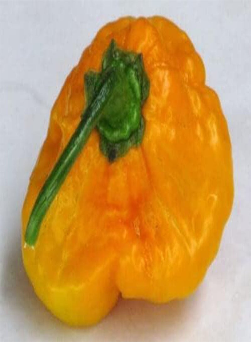 GGOOT 40 Seeds Yellow Scotch Bonnet Pepper Very Hot Jamaican Capsicum Annuum Vegetable edlcy (Seeds) - Image 3