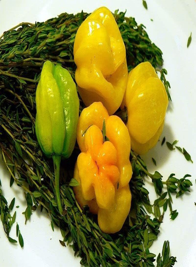 GGOOT 40 Seeds Yellow Scotch Bonnet Pepper Very Hot Jamaican Capsicum Annuum Vegetable edlcy (Seeds) - Image 2
