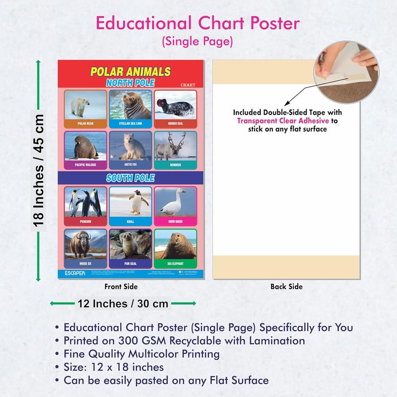 ESCAPER Polar Animals Educational Charts for Kids Learning (11.5 x 17.5 inches), 300 GSM Paper Laminated, Self Adhesive Back, Learning Chart, Kids Study Material, Educational Posters - Image 3