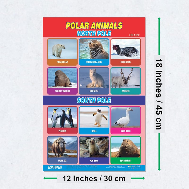 ESCAPER Polar Animals Educational Charts for Kids Learning (11.5 x 17.5 inches), 300 GSM Paper Laminated, Self Adhesive Back, Learning Chart, Kids Study Material, Educational Posters - Image 2