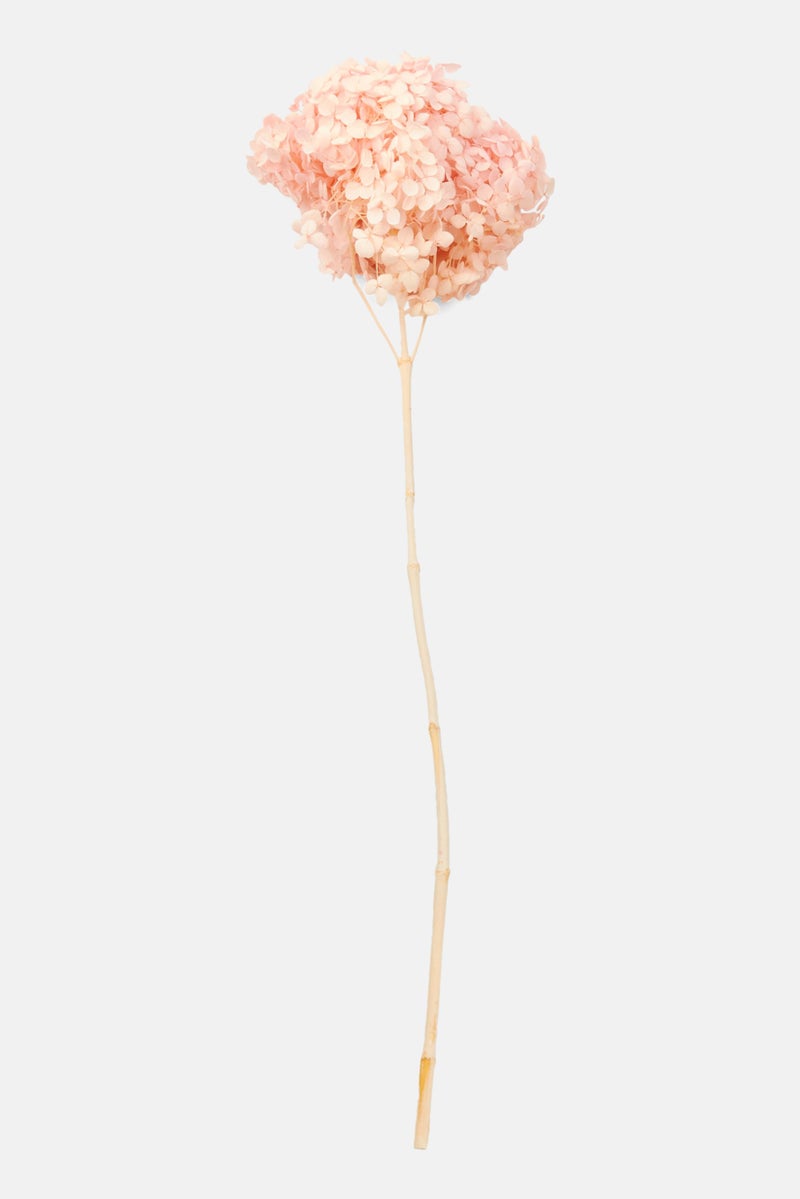 Muy Mucho Dried Hydrangea, Pink - Image 1