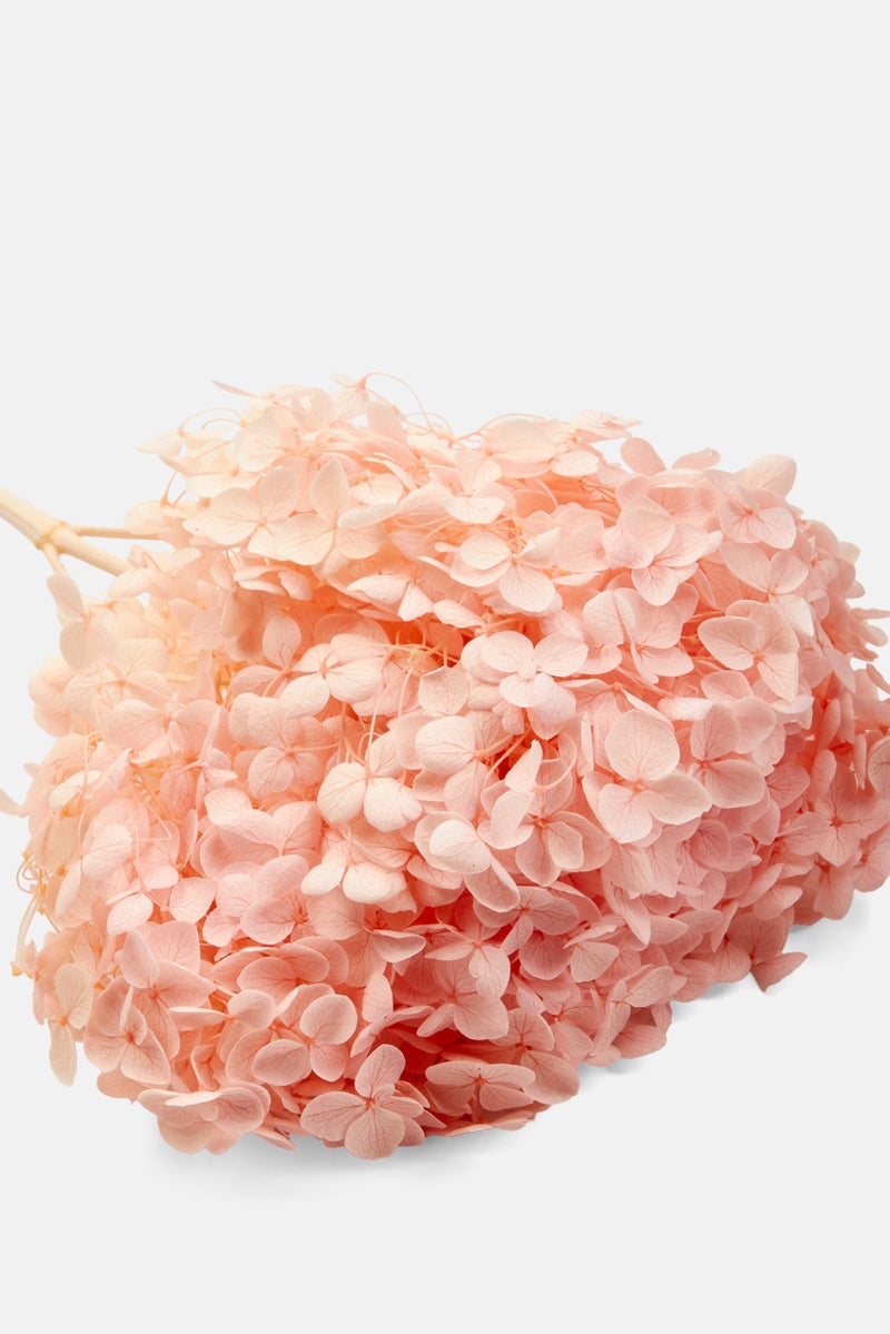 Muy Mucho Dried Hydrangea, Pink - Image 3