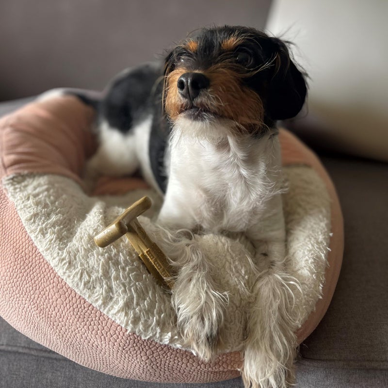 SPOT Bam-Bones Plus T-Bone, Bamboo Fiber & Nylon Dog Chew, Durable for Aggressive Chewers, Non-Splintering, for Adult Dogs & Teething Puppies Under 30lbs, 4in, Chicken Flavor - Image 4