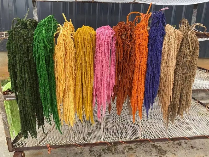 Bluejw Preserved Amaranth Dried Flowers – Soft Natural Dried Plants for Wedding Florist Decor, Home Decoration, Valentine's Day & Graduation Gifts - Image 3
