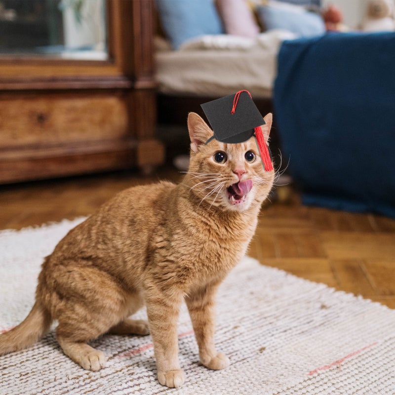 🐾 قبعة تخرج للكلاب مع أربطة شعر قابلة للتعديل وربطة عنق - Image 5