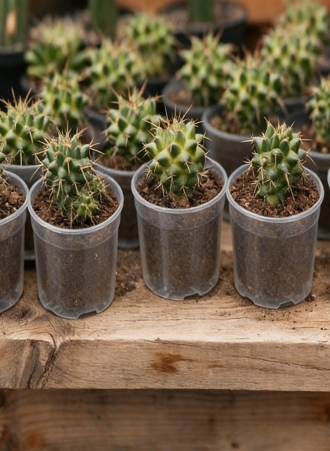 TINSKY 200 Pcs 2 Inch Clear Nursery Pots with Drainage Holes Mini Plastic Plant Pots for Seedling Seeds Germination Transplanting Seeds Starter Planting Indoor Outdoor Succulent - Image 2