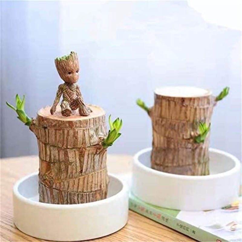 Mini Brazil Lucky Wood - Magical Sprouting Lucky Bamboo Wood, Hydroponic Potted Stump Mini Plant, Indoor Office Desk Plant, Purify Indoor Air Brazilian Wood+Doll Brazilian Wood+Doll Brazi - Image 2