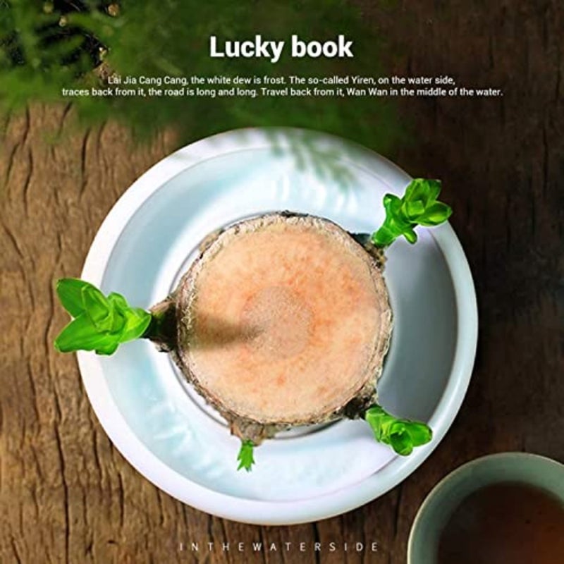 Mini Brazil Lucky Wood - Magical Sprouting Lucky Bamboo Wood, Hydroponic Potted Stump Mini Plant, Indoor Office Desk Plant, Purify Indoor Air Brazilian Wood+Doll Brazilian Wood+Doll Brazi - Image 5