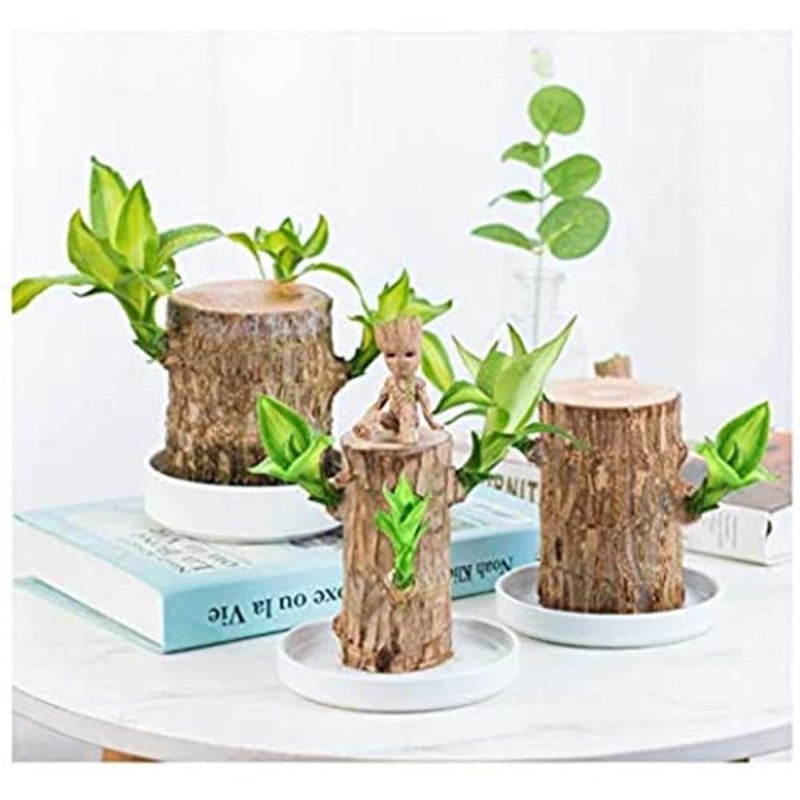 Mini Brazil Lucky Wood - Magical Sprouting Lucky Bamboo Wood, Hydroponic Potted Stump Mini Plant, Indoor Office Desk Plant, Purify Indoor Air Brazilian Wood+Doll Brazilian Wood+Doll Brazi - Image 3