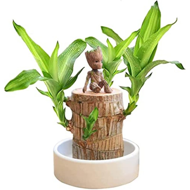 Mini Brazil Lucky Wood - Magical Sprouting Lucky Bamboo Wood, Hydroponic Potted Stump Mini Plant, Indoor Office Desk Plant, Purify Indoor Air Brazilian Wood+Doll Brazilian Wood+Doll Brazi - Image 1
