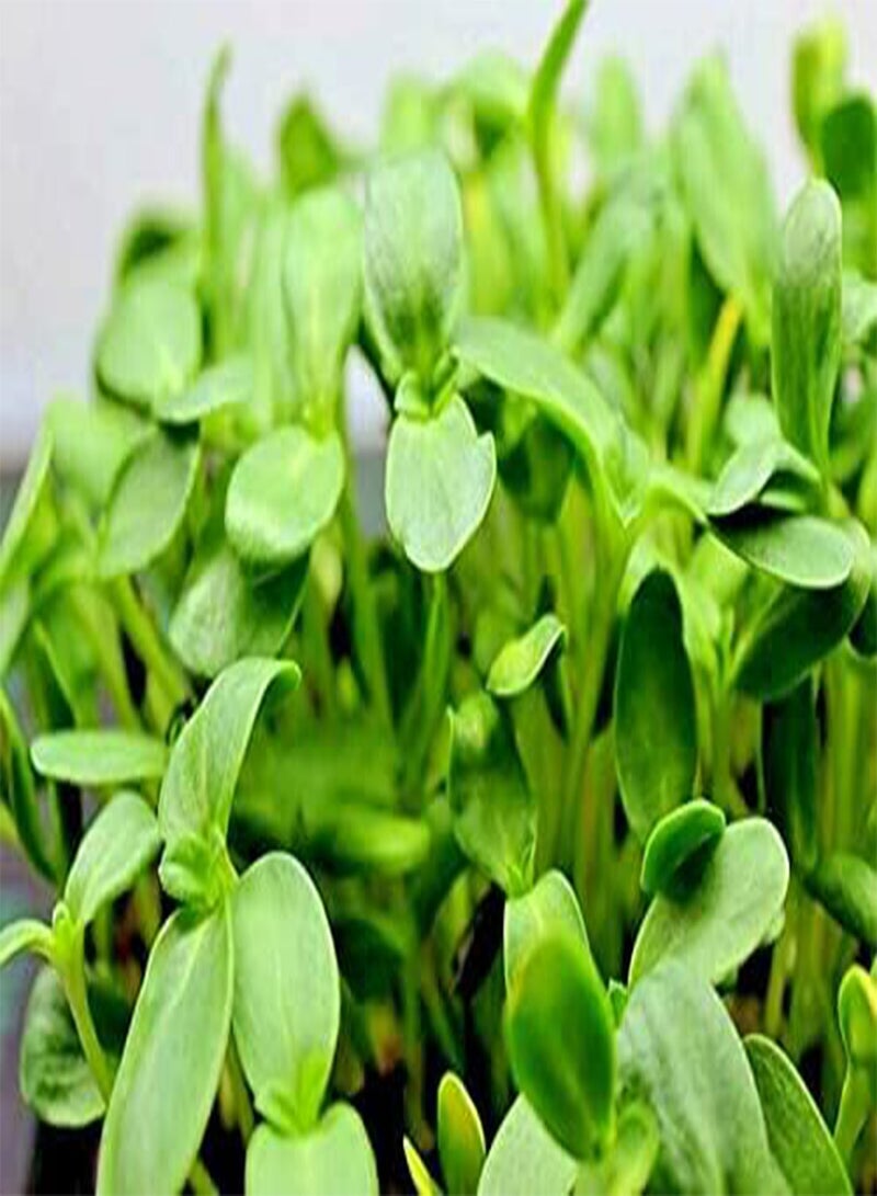 جي جوت بذور دوار الشمس الصغيرة، زيت أسود لإنبات بذور دوار الشمس الصغيرة، 200 قطعة - Image 3