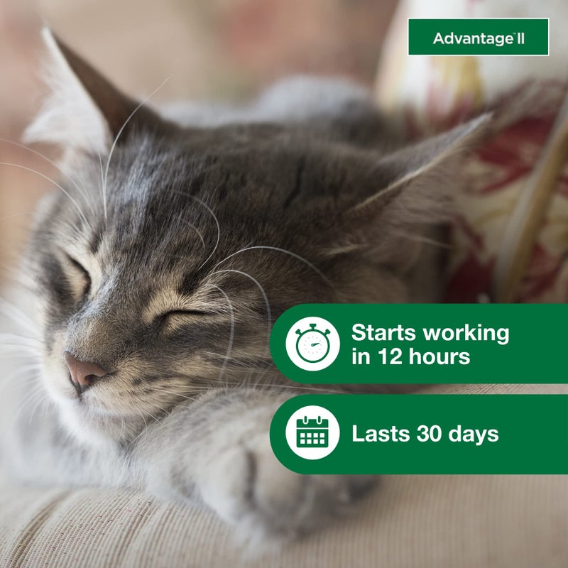 Advantage II Small Cat Vet-Recommended Flea Treatment & Prevention | Cats 5-9 lbs. | 6-Month Supply - Image 5