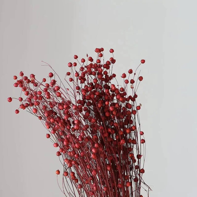 Bluejw Preserved Jequirity Flower Stem - DIY Dried Plant Decor for Christmas, Thanksgiving, Weddings, Valentines, Jumble-Beakd Gift - Image 1