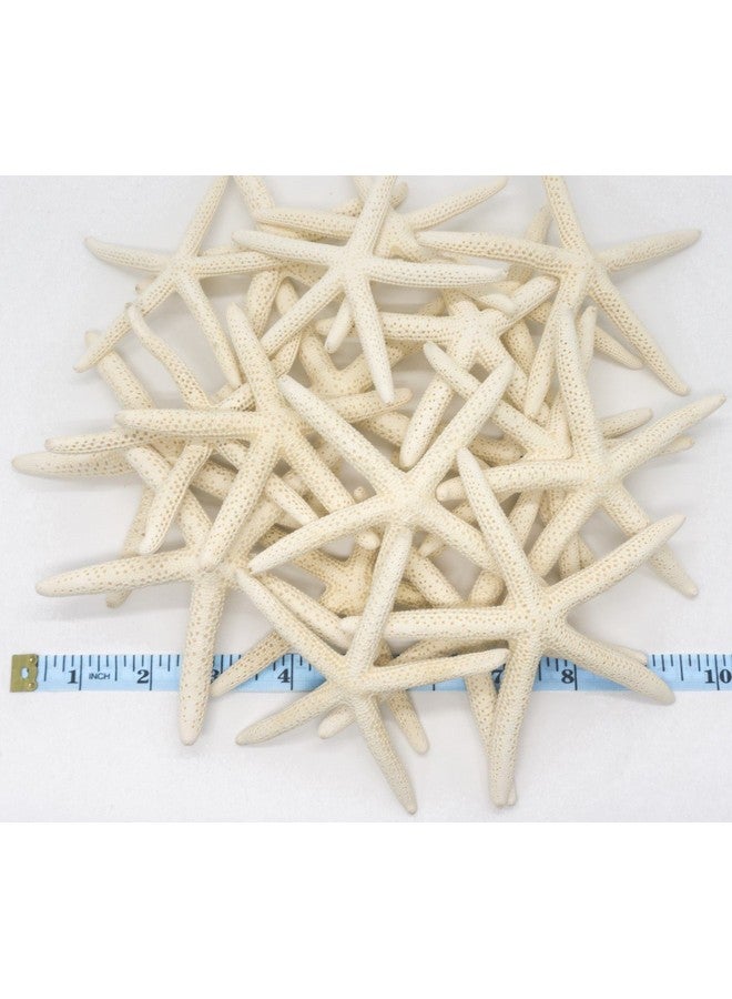 Nautical Crush Trading Starfish Decor - Star Fish for Craft - 20pk Real 4-5" White Sea Stars - Beach Wedding Decor - Coastal Party Decorations - Seashell Decor - Shells for Crafts - Nautical Decor - Bulk Shells for Crafts - Image 3