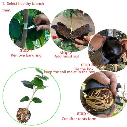 Lazzineer Tree Root Growing Box – Air Layering Propagation Pods for Woody Plants, Reusable Transparent Rooting Device for Magnolia, Fig, Citrus & Roses (10pcs Small, 3–9mm Branches) - Image 5