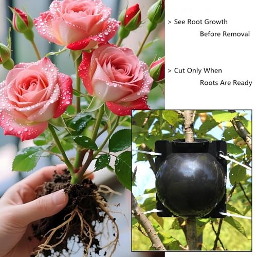 Lazzineer Tree Root Growing Box – Air Layering Propagation Pods for Woody Plants, Reusable Transparent Rooting Device for Magnolia, Fig, Citrus & Roses (10pcs Small, 3–9mm Branches) - Image 4