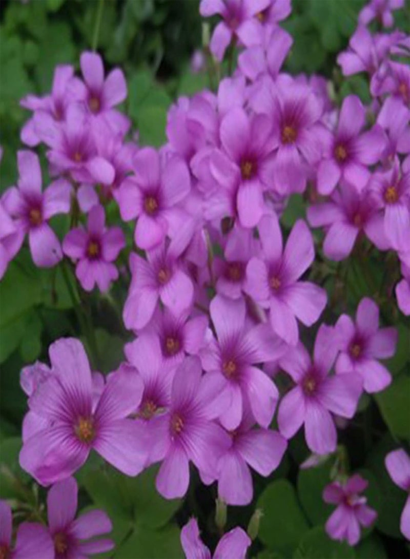 GGOOT 50Pcs/Bag Astragalus Sinicus Seeds,Beautiful Prolific Purple Gardening Gift Chinese Milk Vetch Seeds for Planting Garden Yard Outdoor 1 Astragalus sinicus Seeds - Image 1