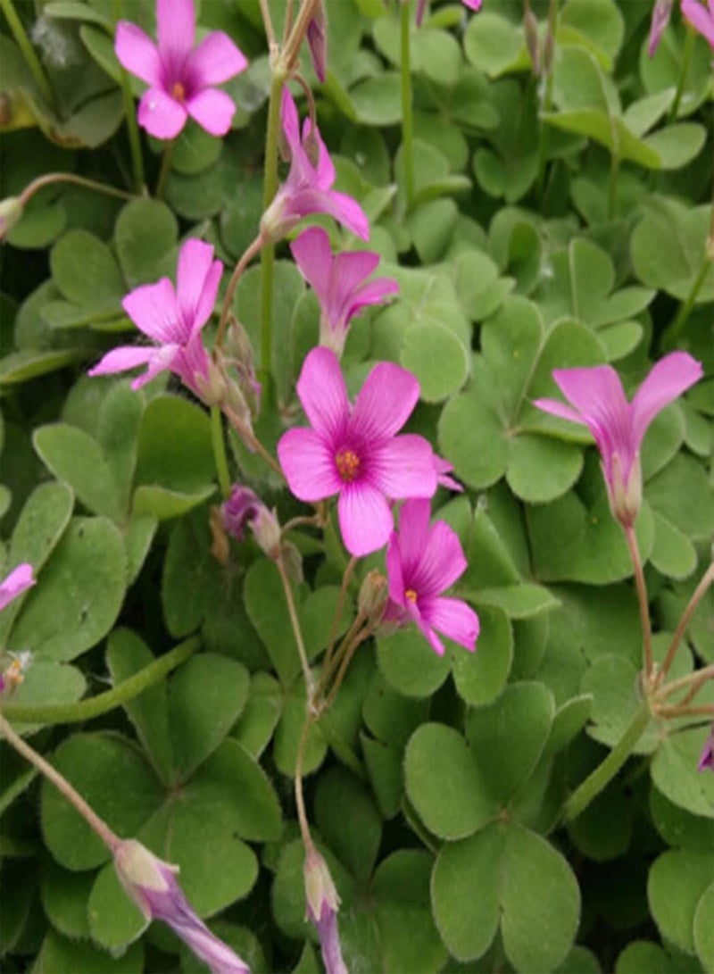 GGOOT 50Pcs/Bag Astragalus Sinicus Seeds,Beautiful Prolific Purple Gardening Gift Chinese Milk Vetch Seeds for Planting Garden Yard Outdoor 1 Astragalus sinicus Seeds - Image 4