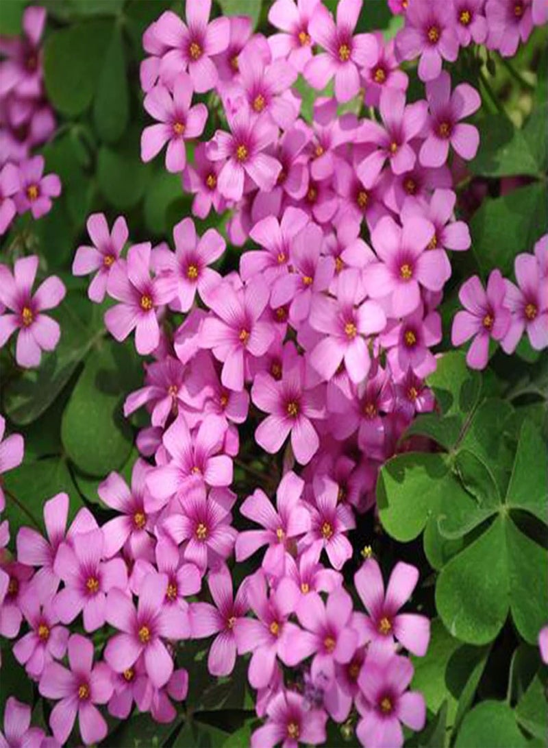 GGOOT 50Pcs/Bag Astragalus Sinicus Seeds,Beautiful Prolific Purple Gardening Gift Chinese Milk Vetch Seeds for Planting Garden Yard Outdoor 1 Astragalus sinicus Seeds - Image 2