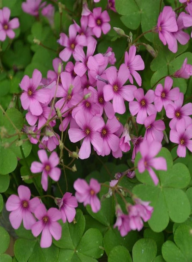 GGOOT 50Pcs/Bag Astragalus Sinicus Seeds,Beautiful Prolific Purple Gardening Gift Chinese Milk Vetch Seeds for Planting Garden Yard Outdoor 1 Astragalus sinicus Seeds - Image 3