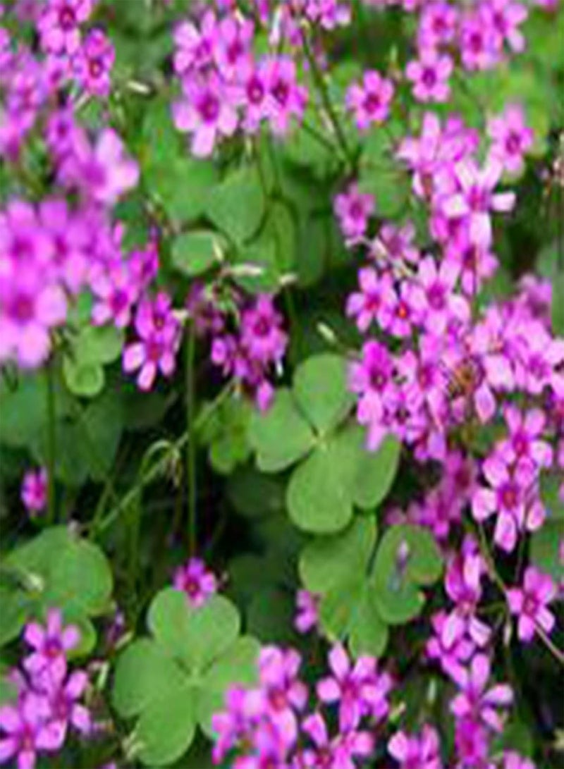 GGOOT 50Pcs/Bag Astragalus Sinicus Seeds,Beautiful Prolific Purple Gardening Gift Chinese Milk Vetch Seeds for Planting Garden Yard Outdoor 1 Astragalus sinicus Seeds - Image 5