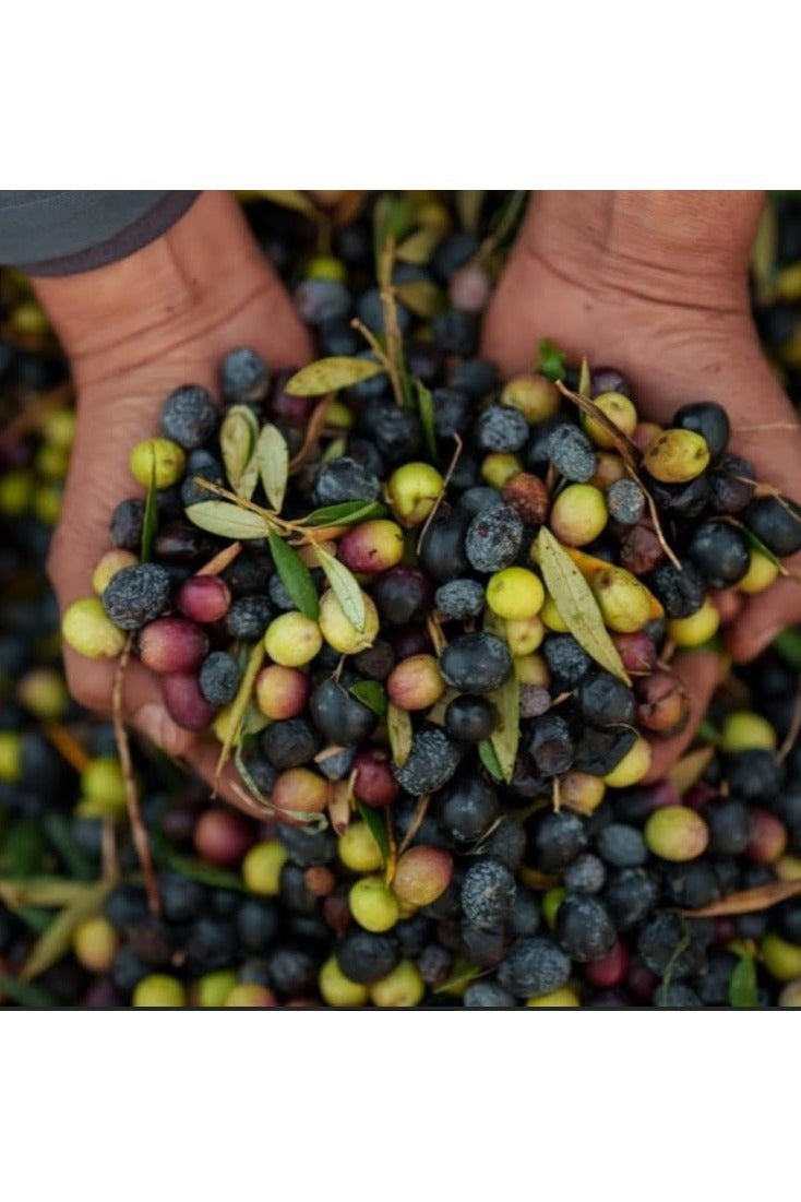 زيت زيتون عضوي فاخر معجزة الصحراء عصرة اولى على البارد 500 مل صنع في المغرب