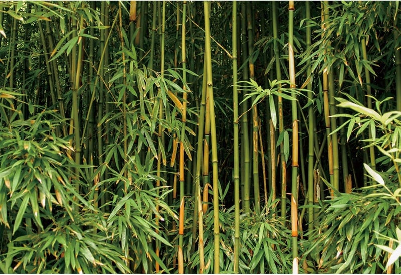 YongFoto خلفية يونغ فوتو من الخيزران الأخضر 7x5 قدم منظر طبيعي لغابة الخيزران لتصوير الخلفيات لعيد الميلاد وحفلات الزفاف وزينة الجدران في غرفة المعيشة وسرير الأريكة وتلفزيون وديكورات الصور وورق الحائط وديكورات الاستوديو. - Image 1