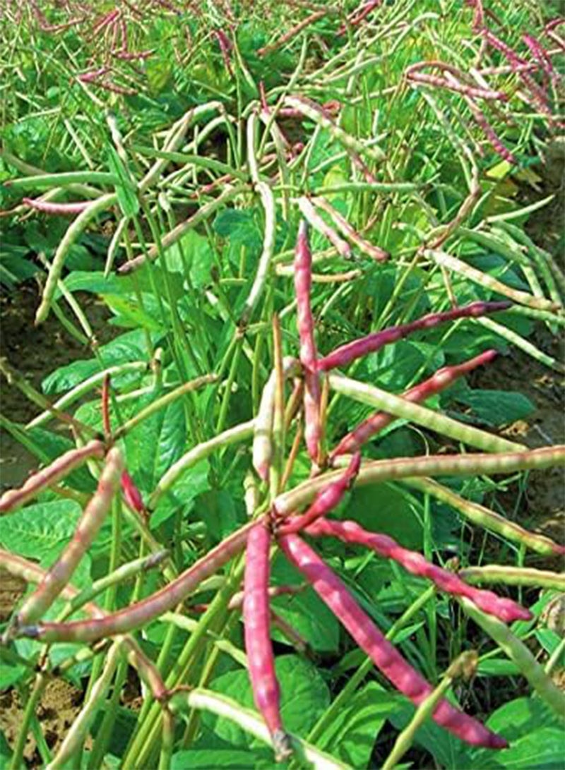 جي جوت بذور البازلاء البنية من أفضل اختيار - عبوة تحتوي على أكثر من 50 قطعة - لعام 2024، بازلاء البقرة الحمراء الجنوبية غير المعدلة وراثيًا، بازلاء الحقل الكريمية - Image 2