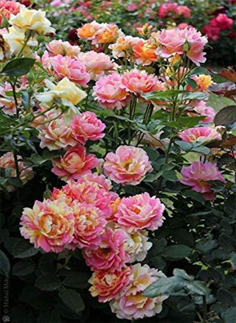 GGOOT seeds Fresh 10 Pcs Climbing Rose Flower seeds for Planting Multi Colour