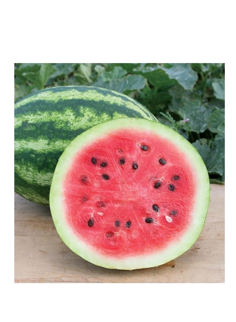 vsell24 3 Pack Watermelon Seeds for Planting Grow Water Melon At Home Non-GMO Home Garden Seeds With 99% Cleaness, 95% Purity, 90% Germination Rate 10g - Image 1