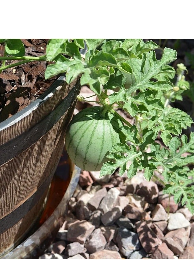 vsell24 3 Pack Watermelon Seeds for Planting Grow Water Melon At Home Non-GMO Home Garden Seeds With 99% Cleaness, 95% Purity, 90% Germination Rate 10g - Image 2