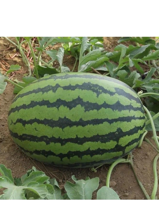 vsell24 3 Pack Watermelon Seeds for Planting Grow Water Melon At Home Non-GMO Home Garden Seeds With 99% Cleaness, 95% Purity, 90% Germination Rate 10g - Image 3